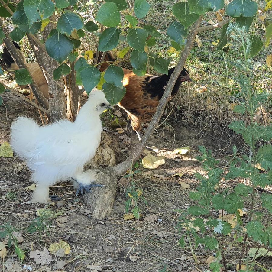 Figuets 3 Daire Chateauneuf-de-Galaure Dış mekan fotoğraf